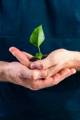 Plante symbolisant la rentabilité de l'entreprise